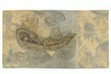 Permian Amphibian (Sclerocephalus) Fossil - Germany #264548-2